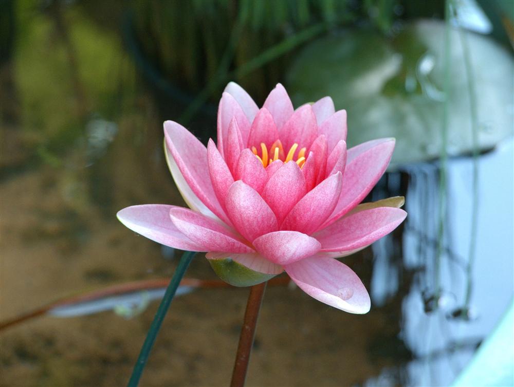 Milan (Italy) - Pink water lily at Orticola 2014